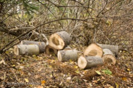 Short logs for firewood remove excess fuel from forest for fire safety.