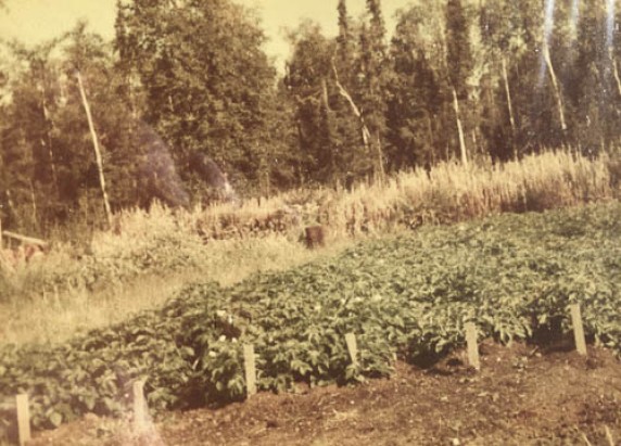Potato patch in Arnold Muldoon garden, 1953.